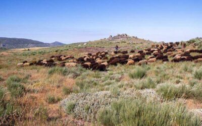 Reconhecimento nacional à transumância dá novo impulso à Festa dos Pastores na Serra da Estrela