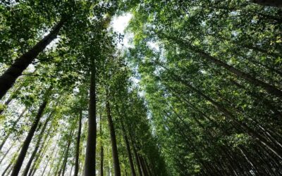 Seia acolhe 20 jovens voluntários para proteger a natureza e as florestas